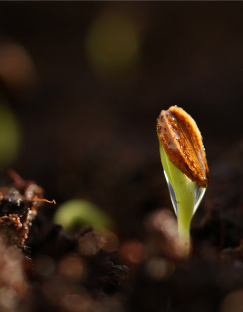 Régulateur de Croissance Des Plantes